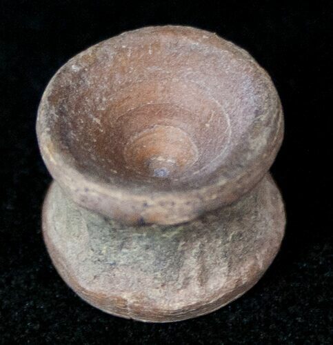 Cretaceous Fish Vertebrae - Hell Creek Formation - Montana #12717